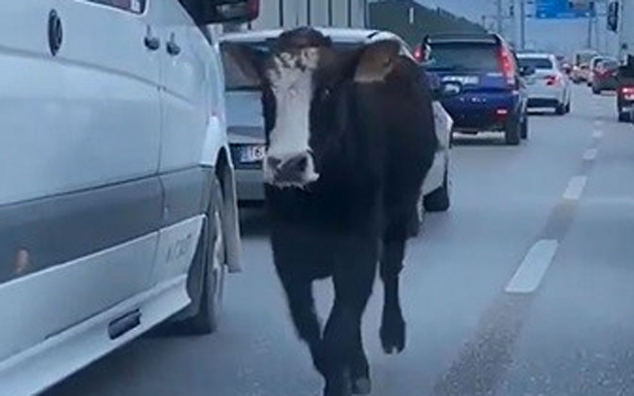 Bursa'da akşam trafiğine takılan sürücüler üzerlerine doğru koşan danayı görünce şok oldu