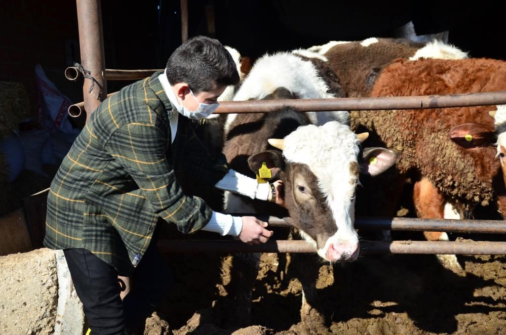 Denizli'de İzzet'in hayvancılık serüveni: Hediye civcivle başladı 221 hayvana ulaştı