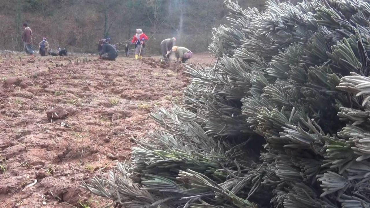 Bartın'da üretilip altın fiyatına satılıyor! Parfüm yapımında kullanılıyor