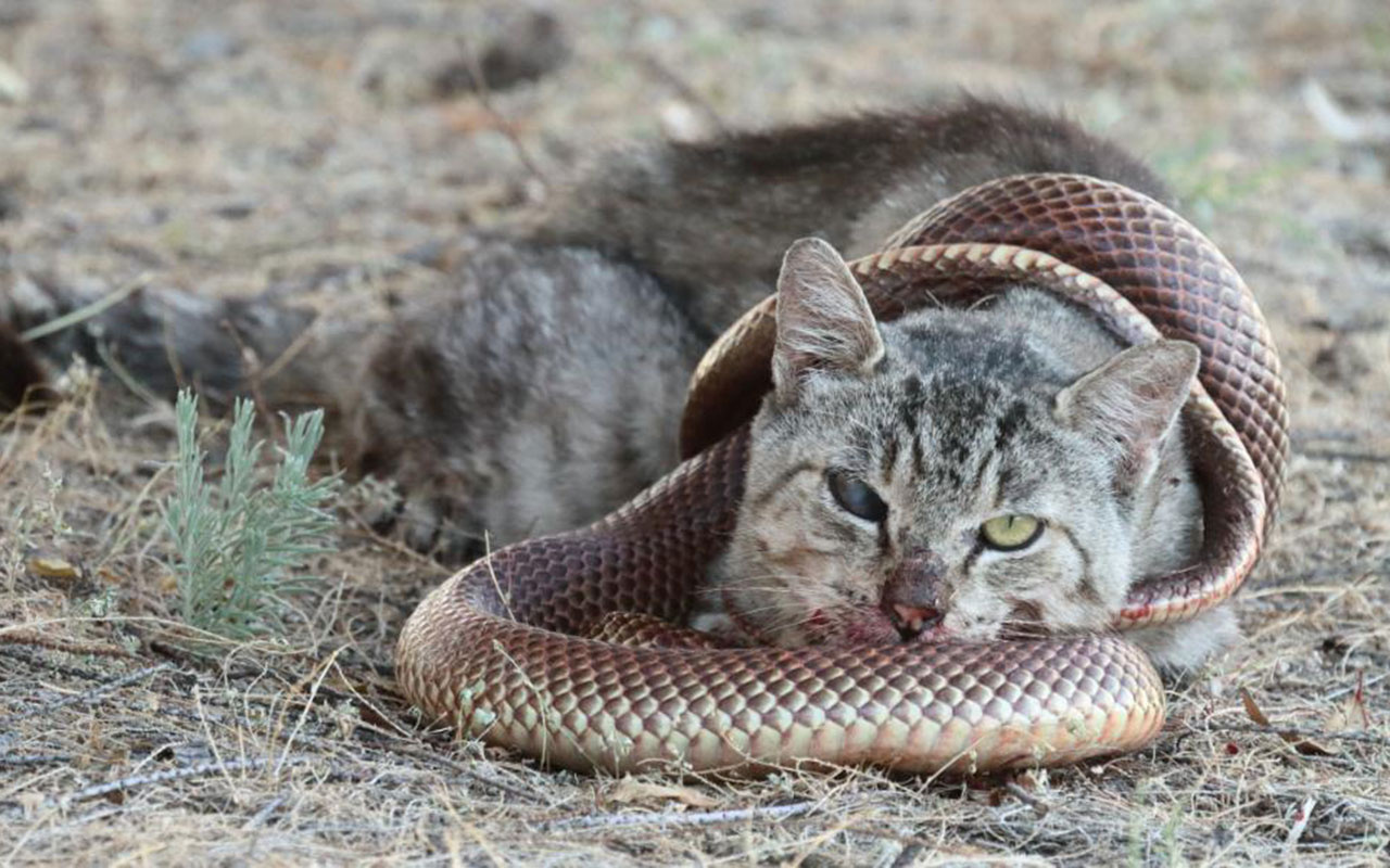 O bir kahraman! Avustralya'da iki çocuğu zehirli yılandan kurtardı yılanı ısırınca öldü