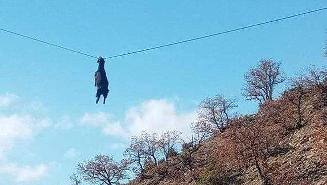 Sinop'ta boynuzu tellere takılan keçi metrelerce yüksekte asılı kaldı