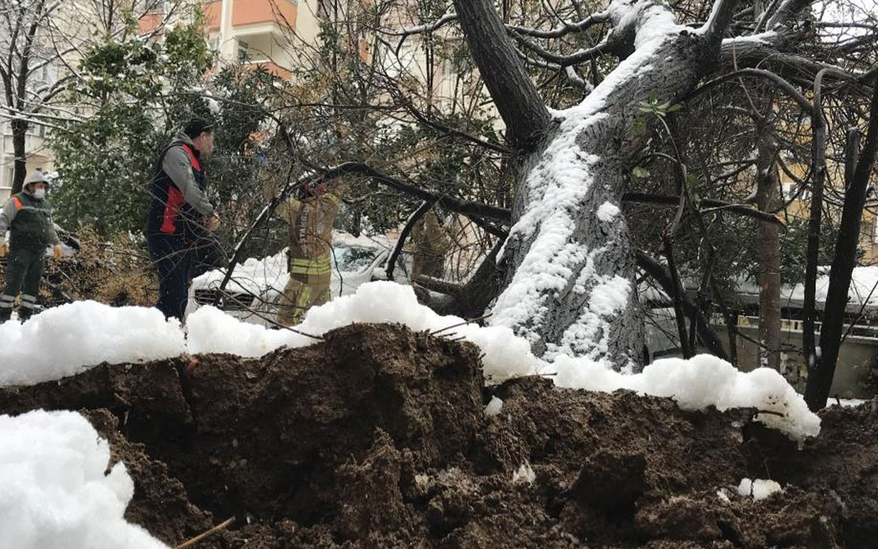 Ataşehir’de korku dolu anlar! 30 yıllık tesbih ağacı park halindeki otomobillerin üzerine devrildi