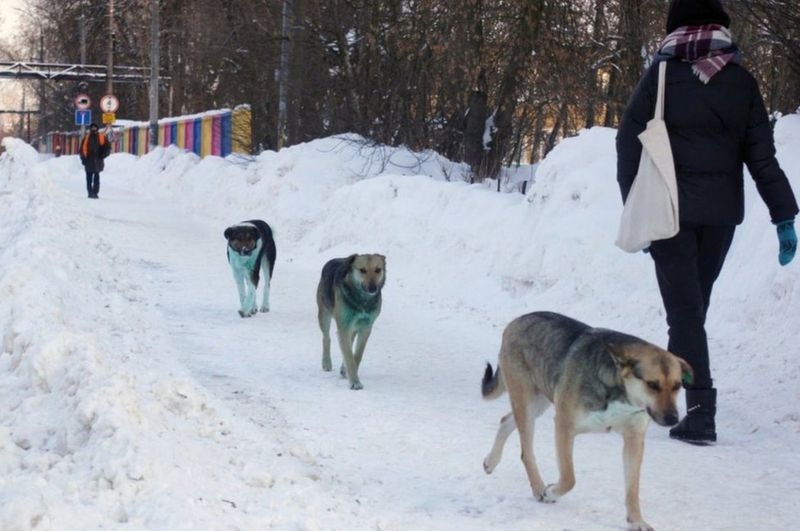Sokak köpekleri maviye boyandı! Rusya 'mavi köpek'lerin gizemini çözmeye çalışıyor