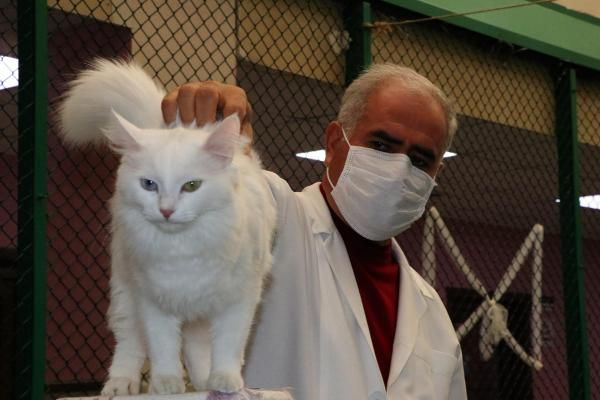Koronavirüs salgını kedileri de vurdu! Salgın döneminde kedilerde davranış bozukluğu oldu