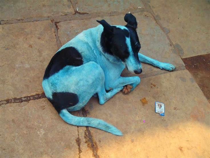 Sokak köpekleri maviye boyandı! Rusya 'mavi köpek'lerin gizemini çözmeye çalışıyor