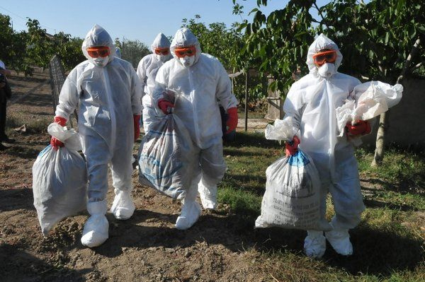 Hayvandan insana bulaşıyor yeni salgın virüsü Türkiye sınırına dayandı