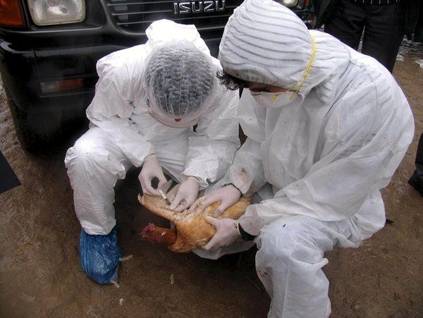Hayvandan insana bulaşıyor yeni salgın virüsü Türkiye sınırına dayandı