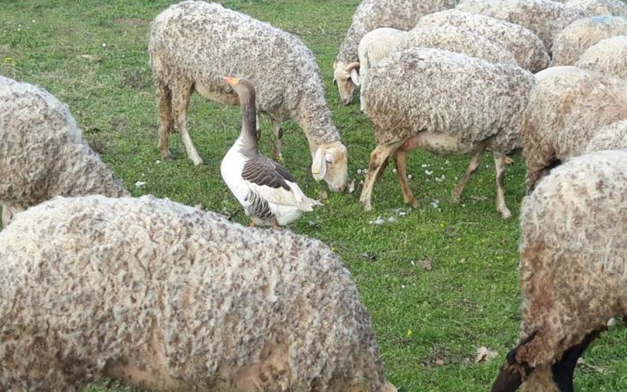 Manisa'da 'çoban kaz' herkesi şaşkına çevirdi! 50 yıllık hayvancı böylesini görmedi