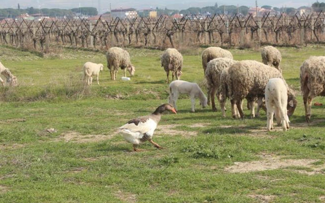 Manisa'da 'çoban kaz' herkesi şaşkına çevirdi! 50 yıllık hayvancı böylesini görmedi