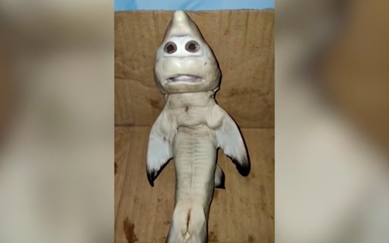 İnsan yüzlü yavru köpek balığı bulundu! Mutasyon geçirmiş