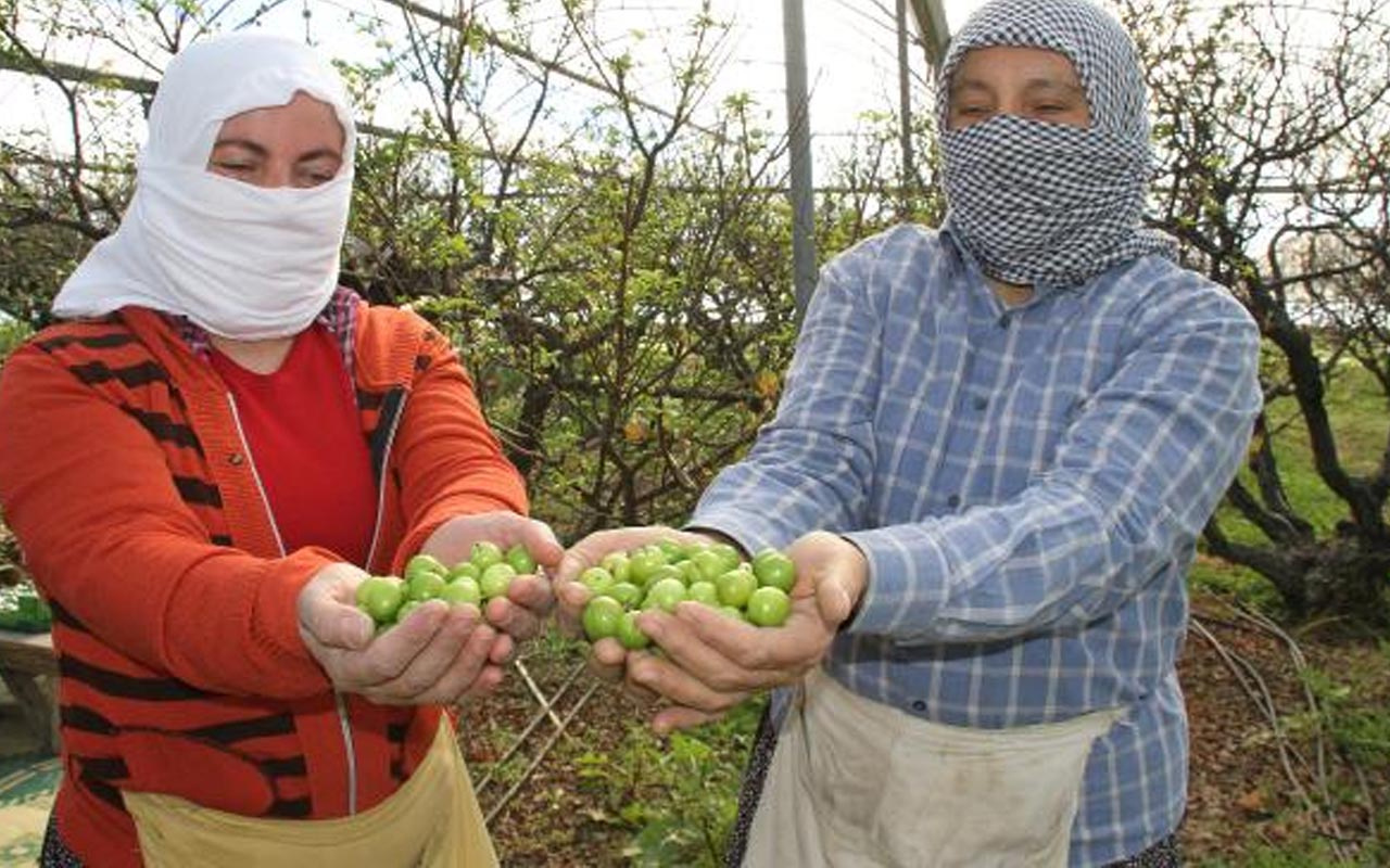 Kilosu 500 lira havalar sıcak gidince Mersin'de hasat erken başladı