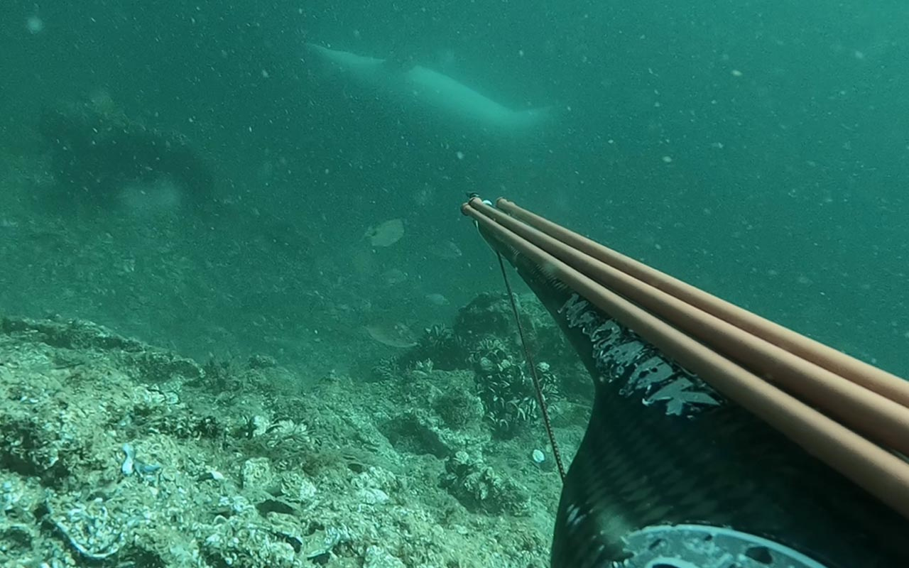 Çanakkale'de ters yüzen yunus balığını görüntüledi! O anlar büyük beğeni topladı