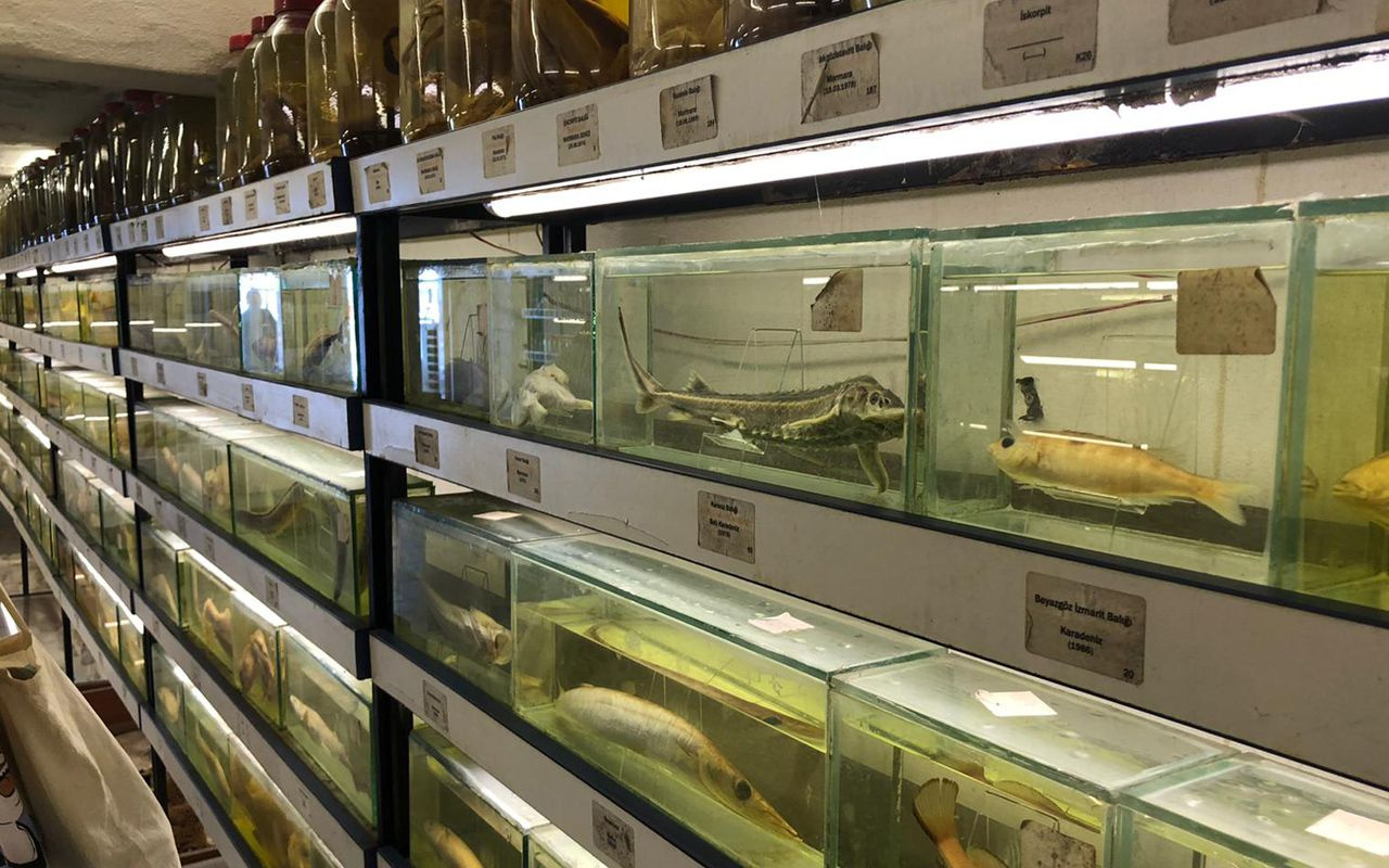 İstanbul'da çok fazla kişinin bilmediği müzede 450 balık türü sergileniyor