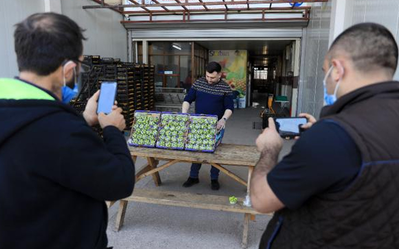 Antalya'da görenler yalnızca fotoğrafını çekebildi! Eriğin fiyatı çeyrek altından pahalı