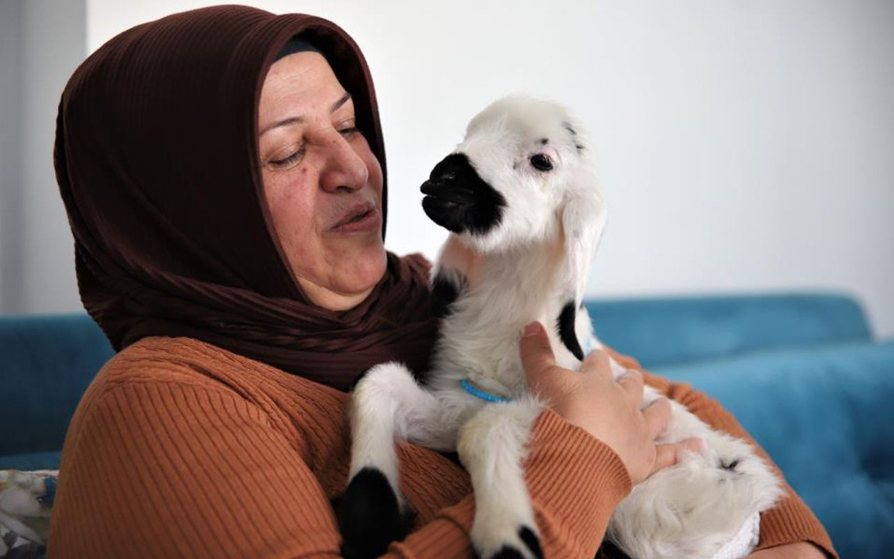 Bu kuzu hem evin neşe kaynağı hem terapist! Bursa'da sahiplendi hayatı değişti