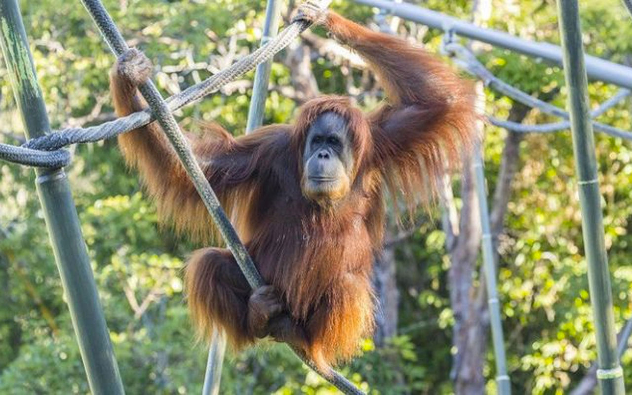 ABD'de orangutan ve bonobolar üzerinde Covid-19 aşısı denendi