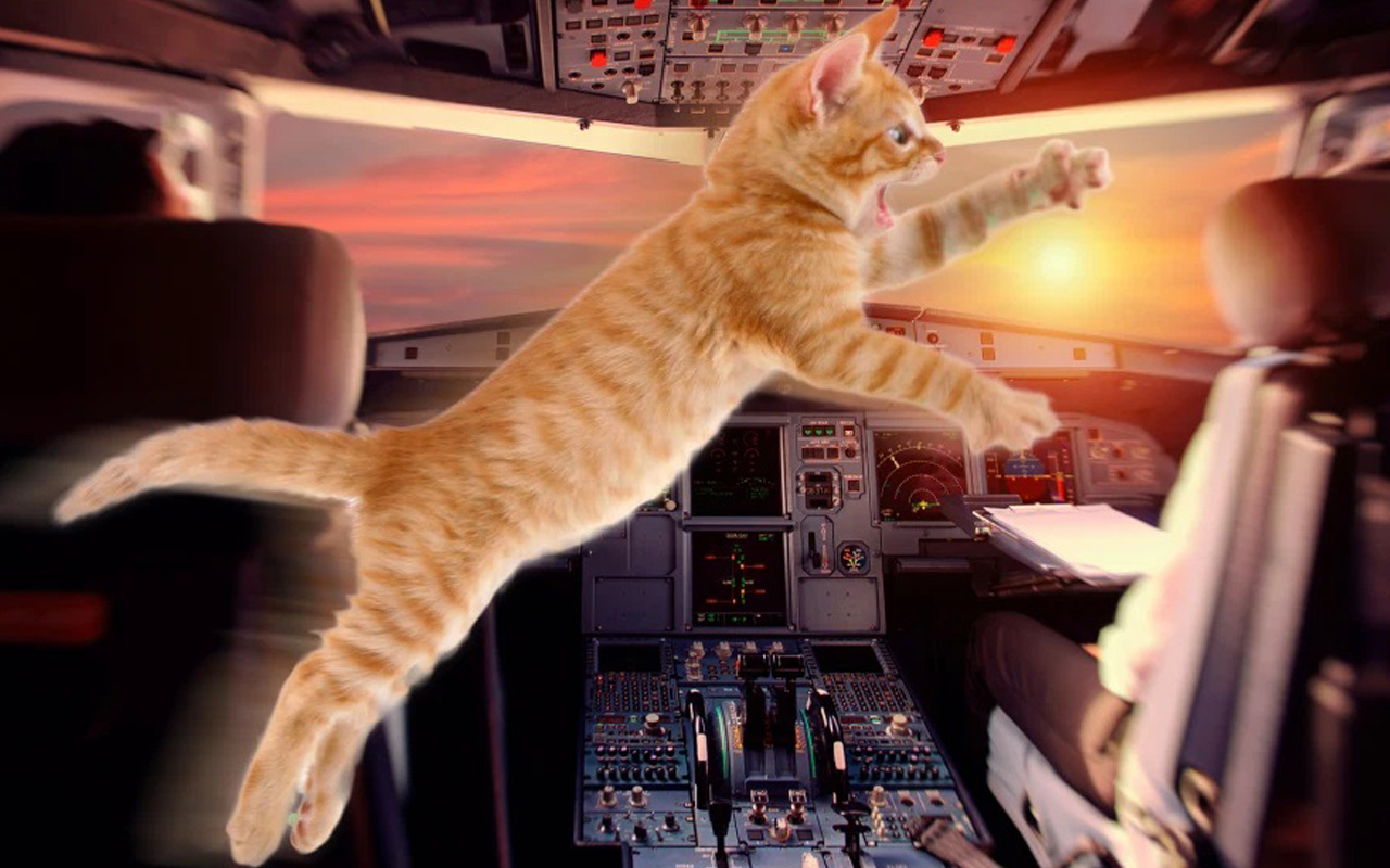 Pilot havada neye uğradığını şaşırdı! Kedi saldırısına uğradı