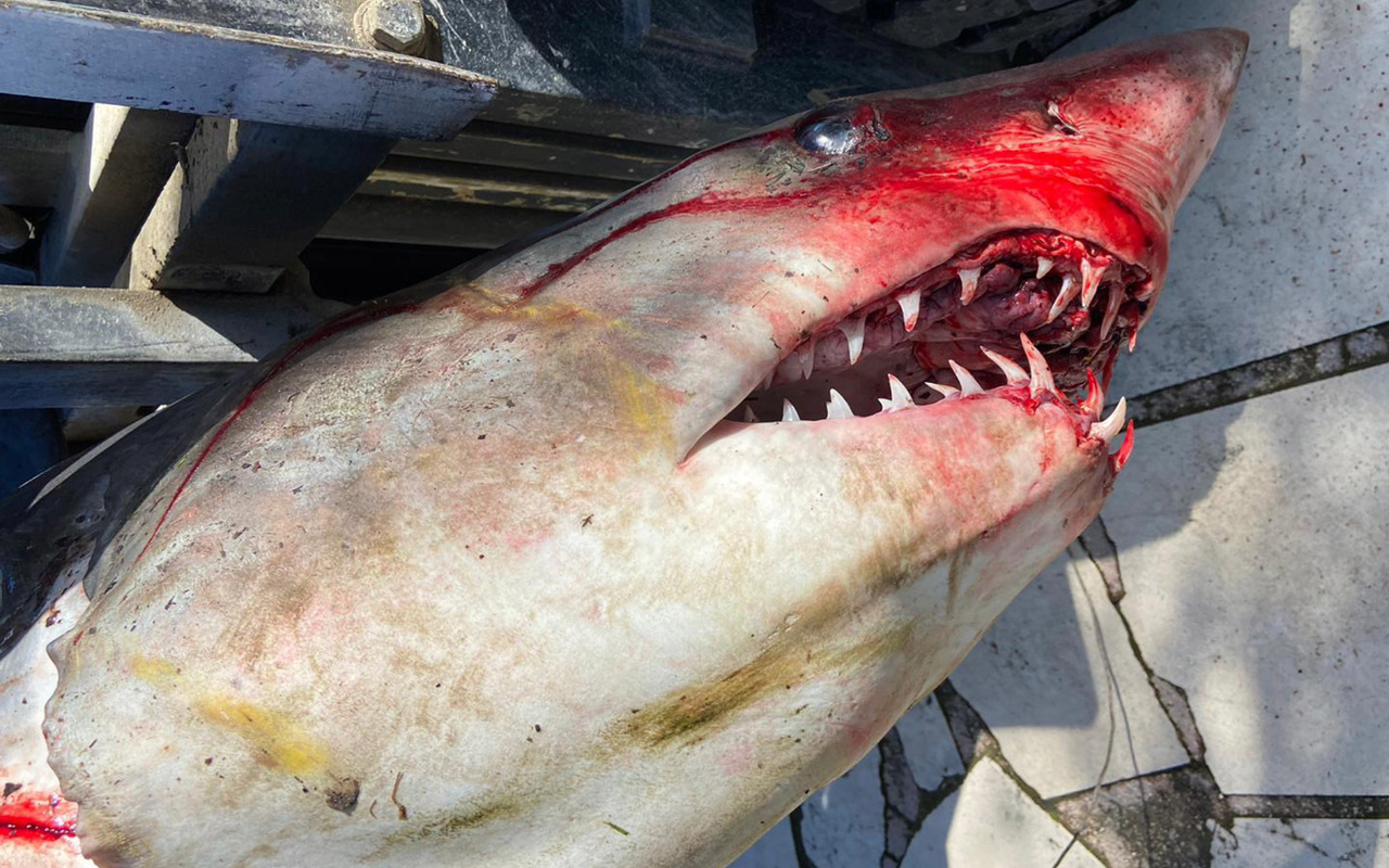 Antalya'da köpek balığı ölüsü sahile vurdu