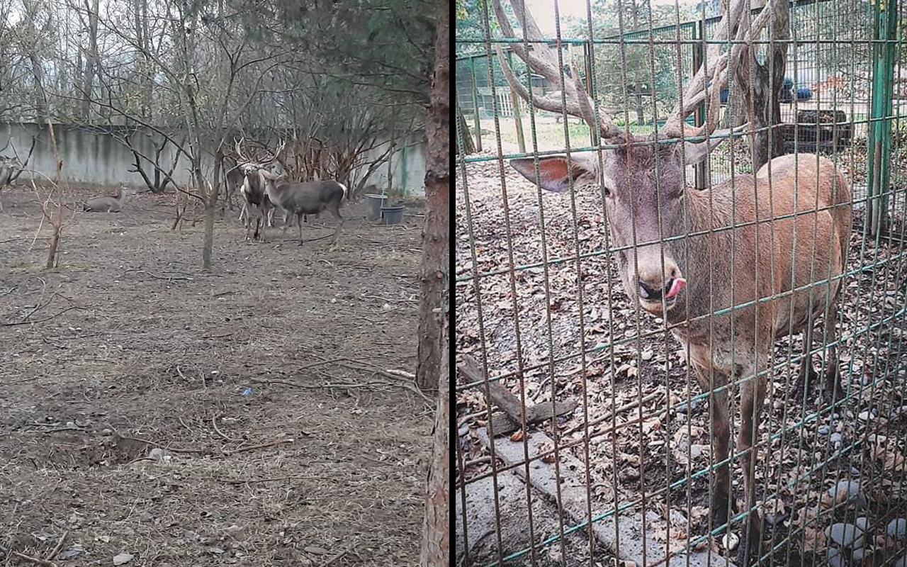 Akıl almaz olay Zonguldak'ta hayvanat bahçesindeki geyiği kaçırıp yediler