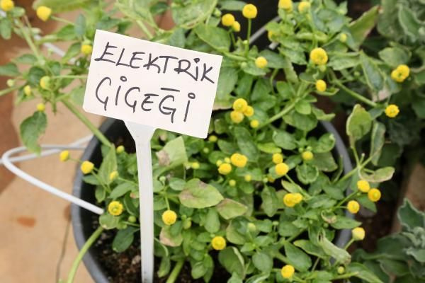 Antalya'da yetişen 'Elektirik Çiçeği' şeker gibi yeniliyor! Bir avucu 10 liraya satılıyor