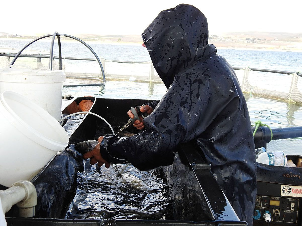 Gaziantep'te milyonlarca balık tek tek aşılanıyor! Her yıl aynısını yapıyorlar
