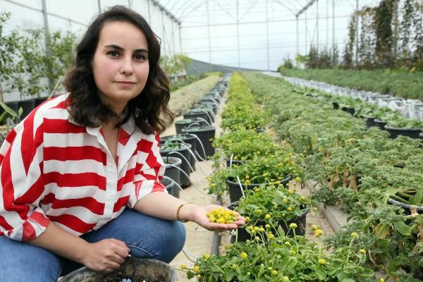 Antalya'da yetişen 'Elektirik Çiçeği' şeker gibi yeniliyor! Bir avucu 10 liraya satılıyor