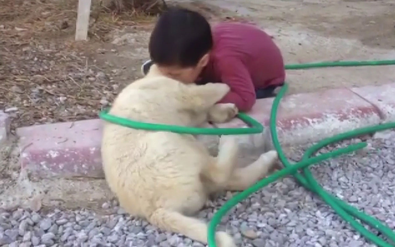 İşte gerçek haber bu! Sivas'ta küçük çocuk köpeği ısırdı o anlar kameraya yakalandı