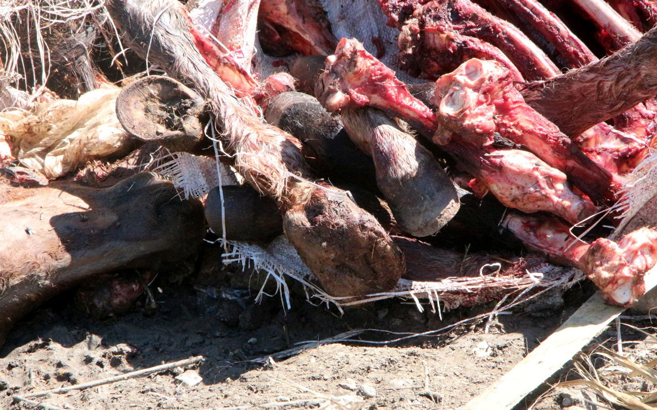 Adana'da et alırken dikkat: Çok sayıda at ve eşek kafasıyla kemikler bulundu