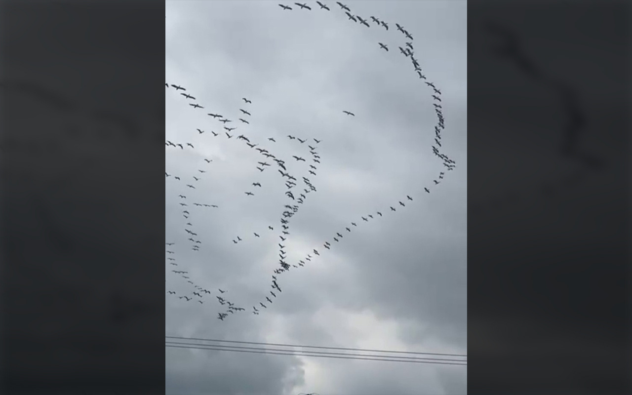 Tekirdağ'da göç yolundaki pelikanlardan büyüleyici gösteri