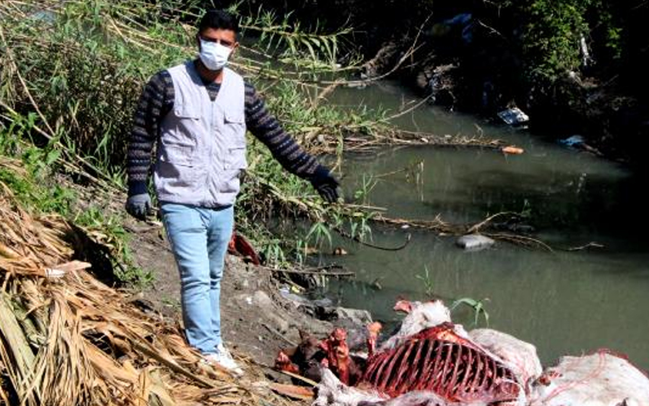 Adana'da et alırken dikkat: Çok sayıda at ve eşek kafasıyla kemikler bulundu