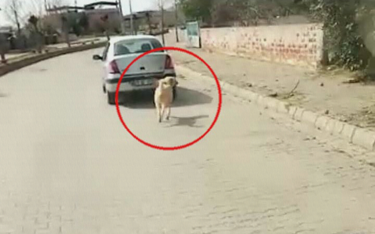 Aydın'da köpeği iple çeken kadın sürücü: Hayvana eziyet etmedik