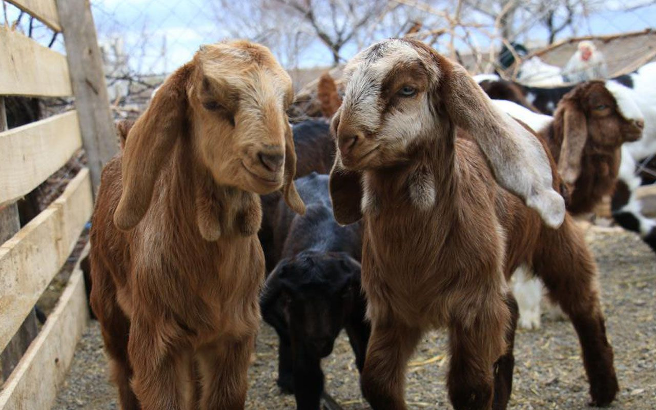 Elazığ'da kimse anlamadı süt için aldığı keçiler çift çift kuzulamaya başladı
