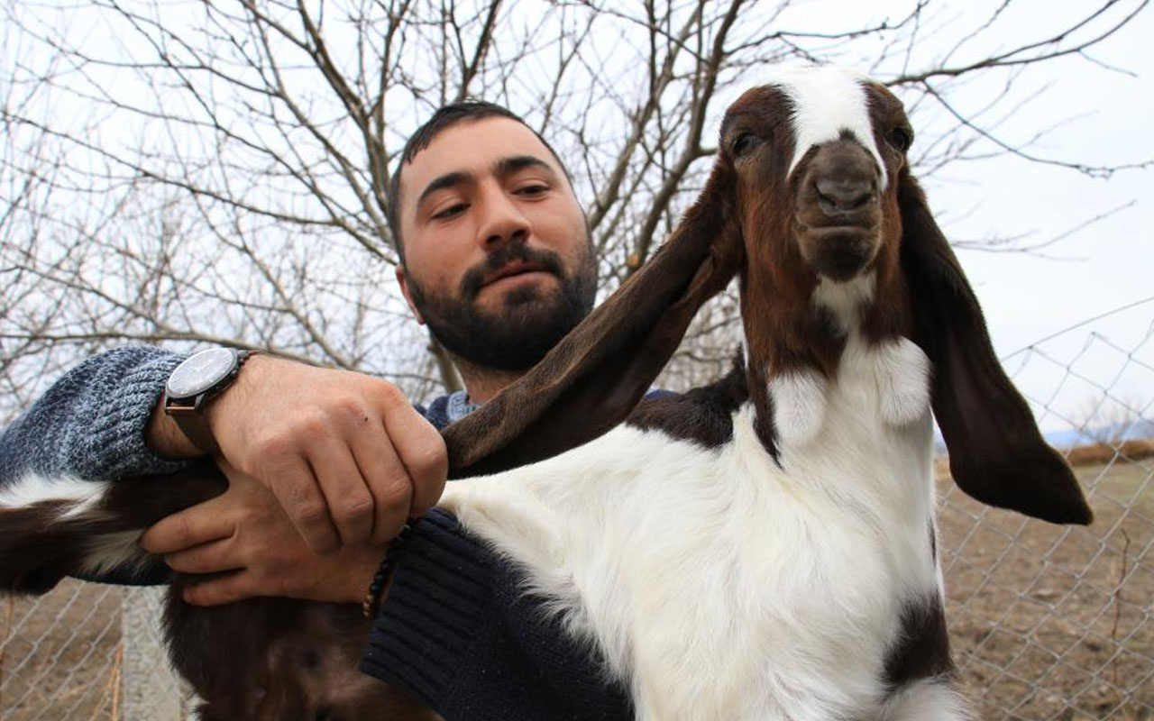 Elazığ'da kimse anlamadı süt için aldığı keçiler çift çift kuzulamaya başladı