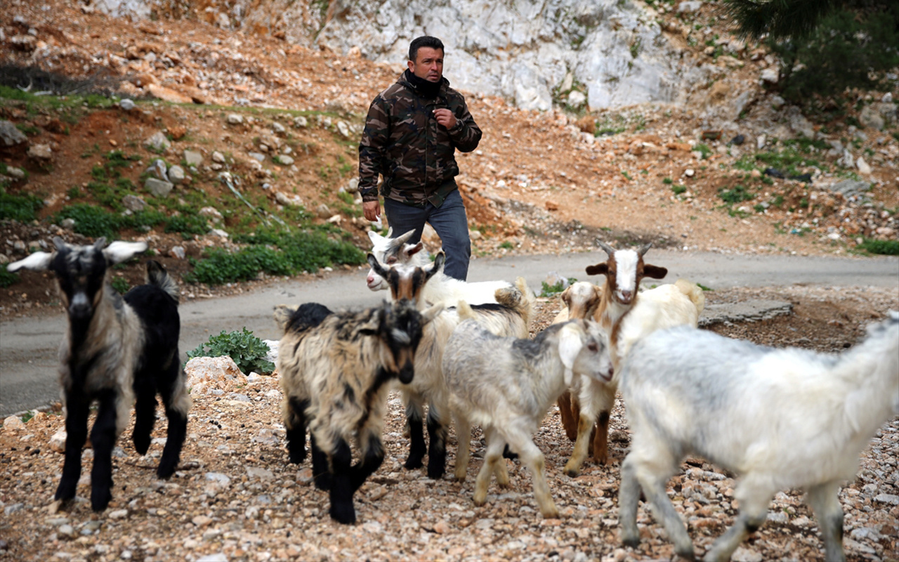 Muğla Bodrum'un teknolojik çobanı sürüsünü drone ile takip ediyor