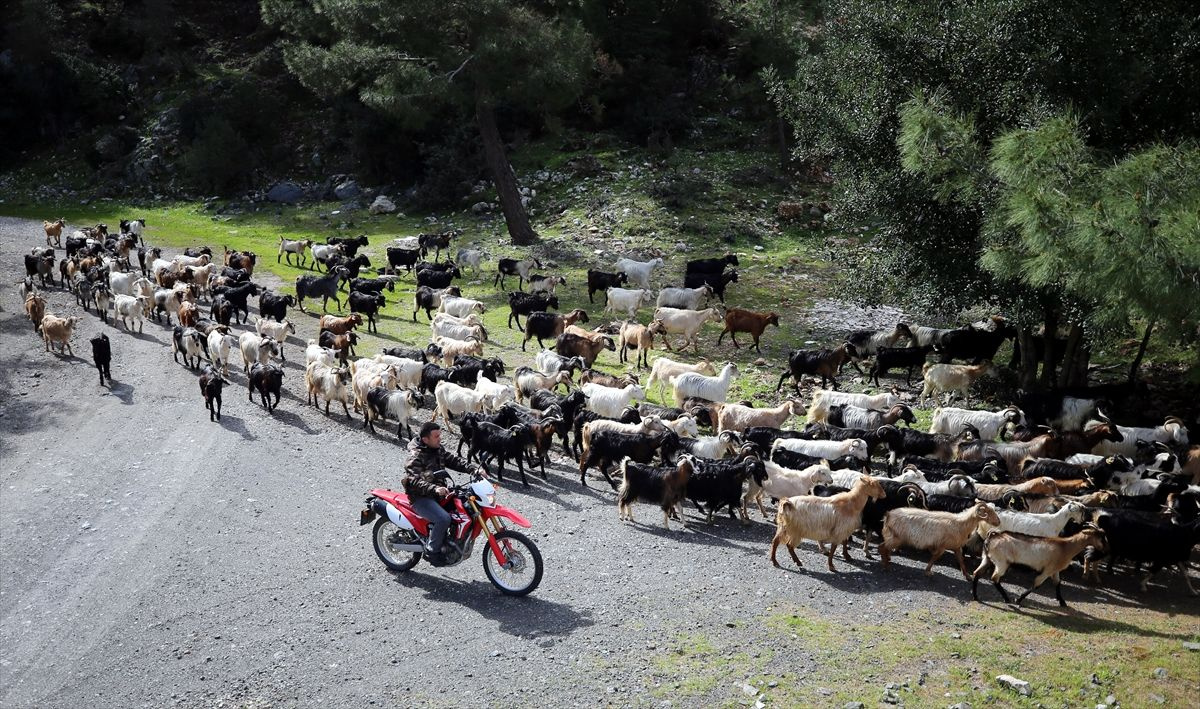 Muğla Bodrum'un teknolojik çobanı sürüsünü drone ile takip ediyor