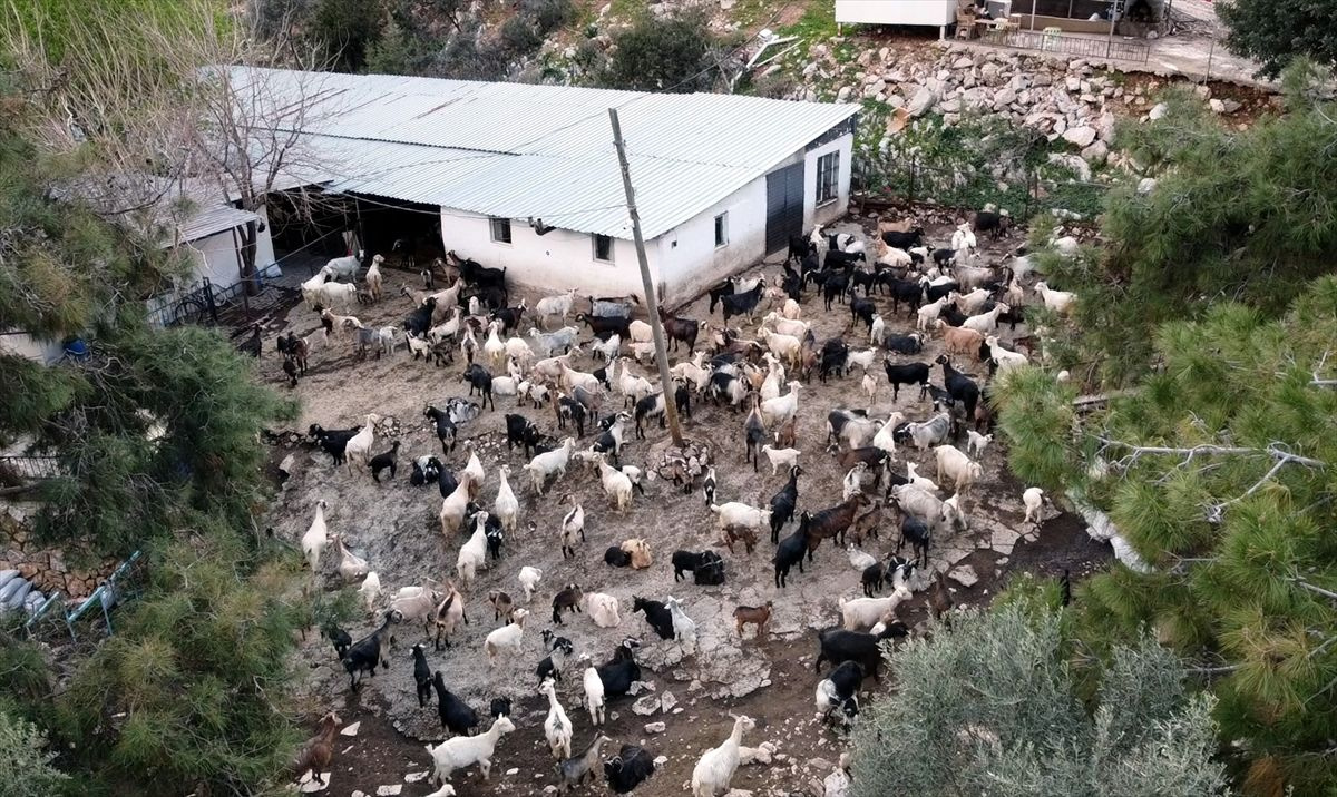 Muğla Bodrum'un teknolojik çobanı sürüsünü drone ile takip ediyor