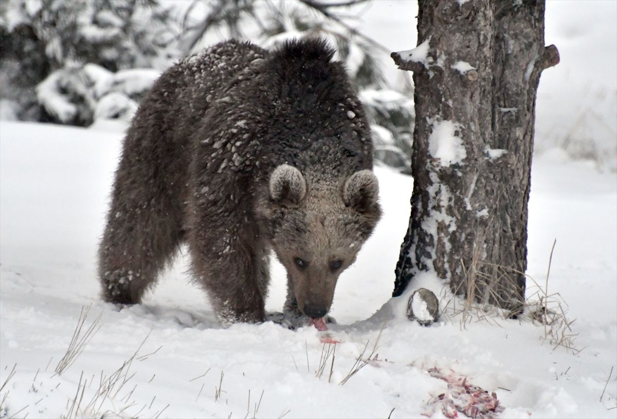 Kars'ta boz ayılar kış uykusundan uyandı! Yiyecek arayışına çıkan ayılarla selfie çekti