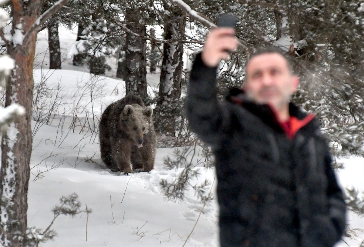 Kars'ta boz ayılar kış uykusundan uyandı! Yiyecek arayışına çıkan ayılarla selfie çekti