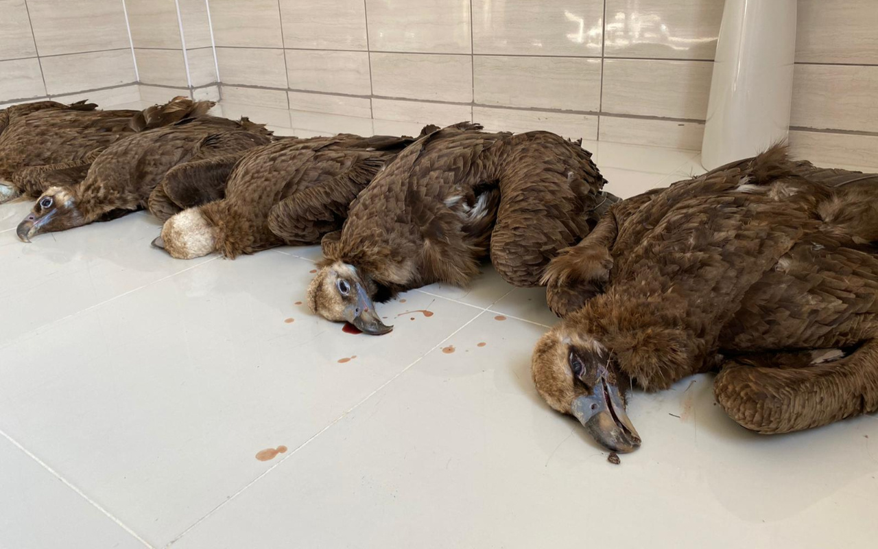 Afyonkarahisar'da koruma altındaki 7 kara akbaba ölü bulundu