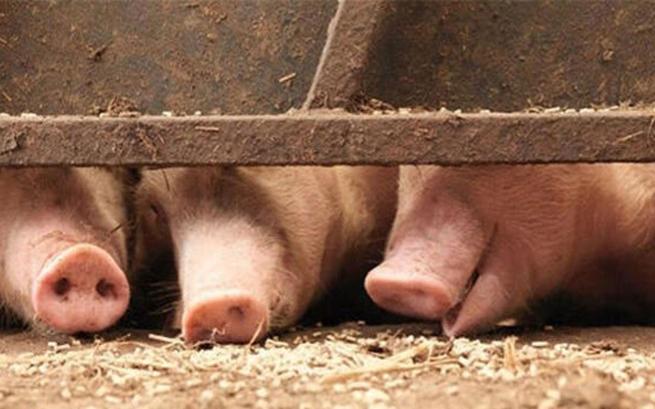 Giriş ve çıkışlar yasaklandı! Çin’de bir çiftlikte Afrika domuz vebası tespit edildi
