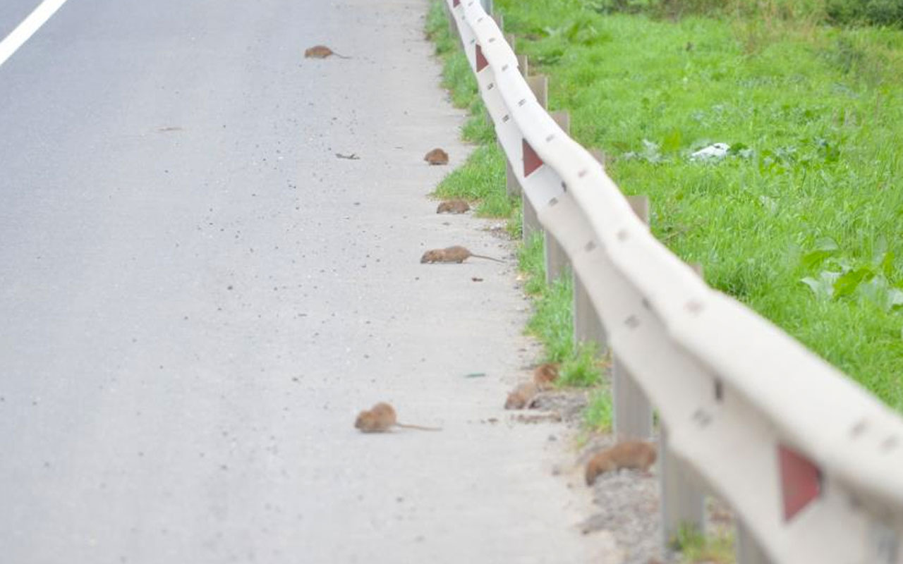 Fareler Tekirdağ-İstanbul çevre yolunu bastı o anlar kamerada