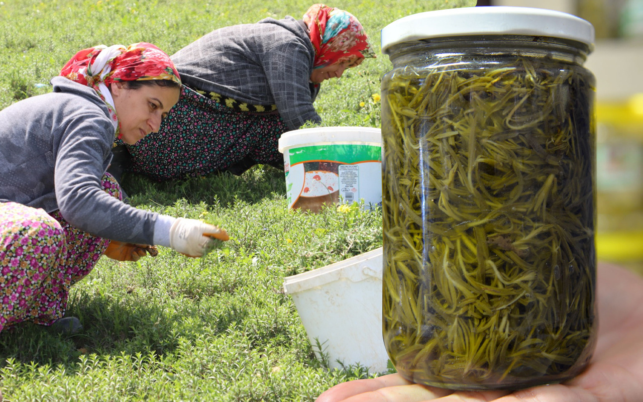 Hatay'da kendiliğinden yetişiyor kilosu 20 TL! Günde 200 kilo topluyorlar