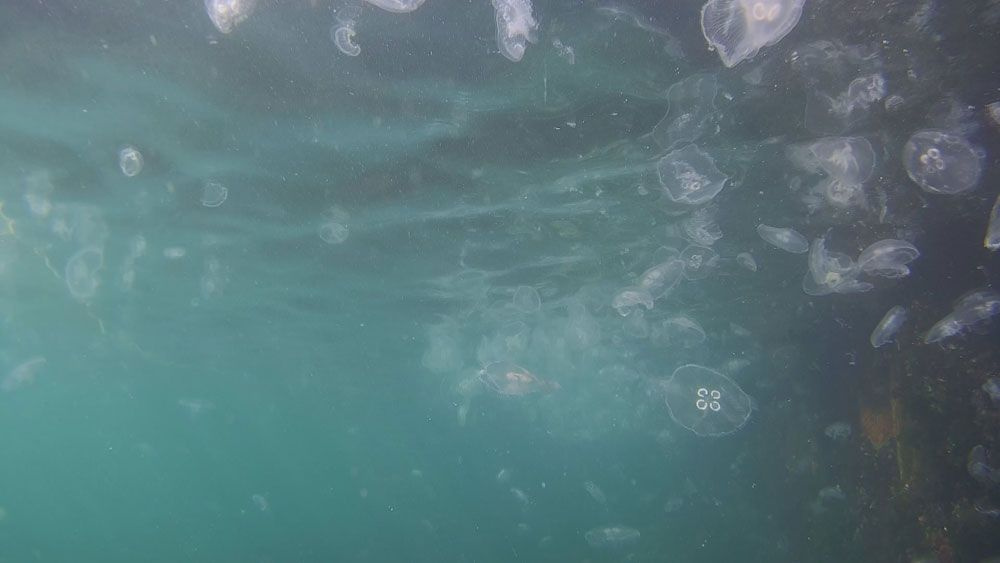 Korkutan görüntü! İstanbul Boğazı’nda denizanası istilası