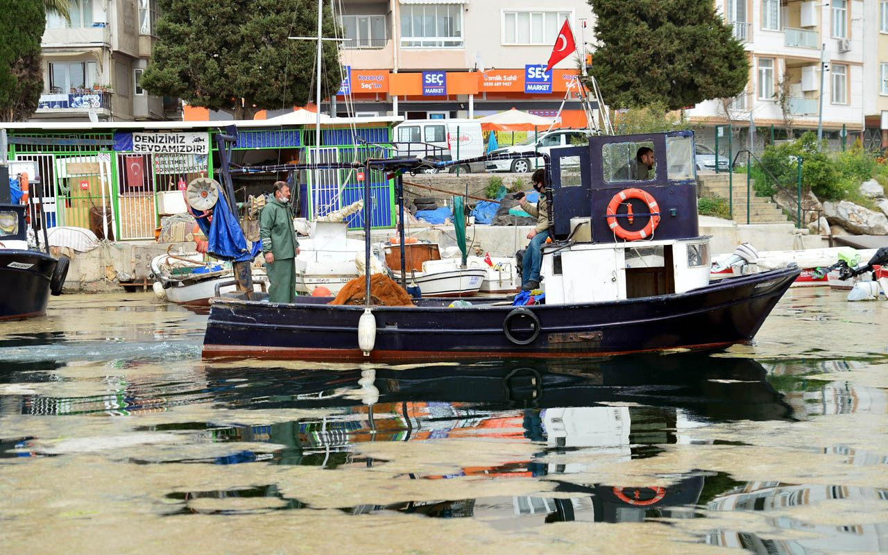 Gemlik Sahili'nde balıkçılara 'Plankton' darbesi: Deniz yüzeyini kapladı ağlara hasar verdi