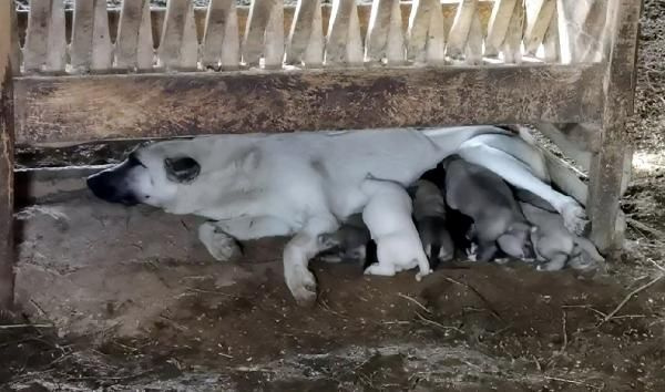 Bursa'da ilginç olay! Çoban köpeği, kuzuya 'süt anneliği' yapıyor
