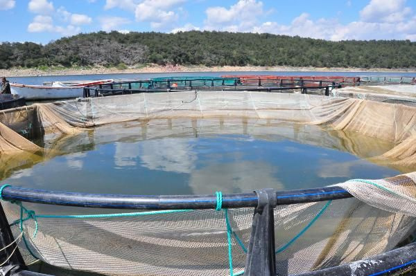 Denizi olmayan Manisa'da üretiliyor sipariş için Avrupa, ABD, Rusya sıraya girdi