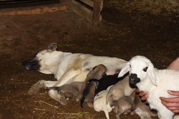 Bursa'da ilginç olay! Çoban köpeği, kuzuya 'süt anneliği' yapıyor