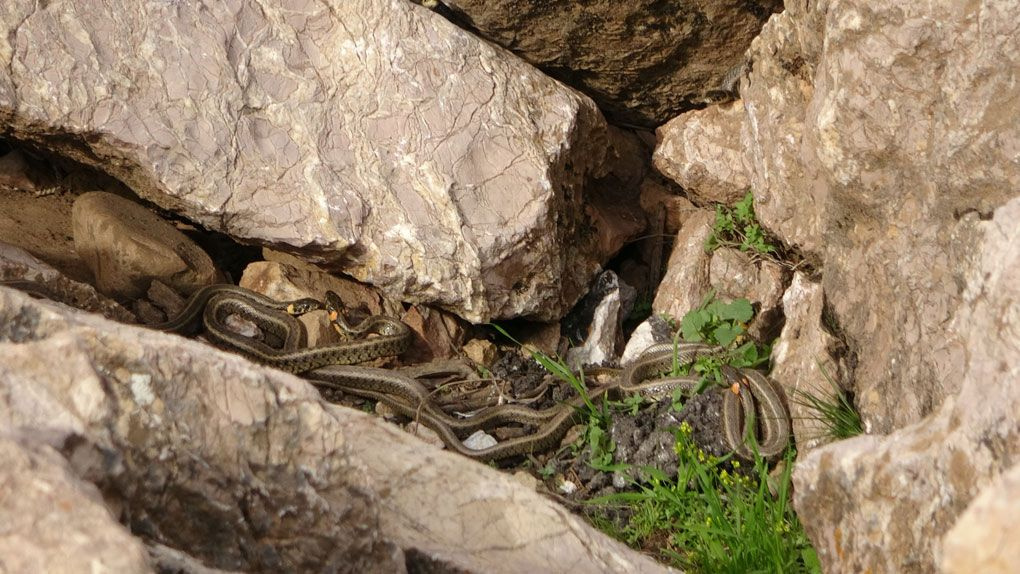 Yüksekova’da sürü halindeki yılanlar ürkütüyor! Sanki Brezilya’nın 'Yılan Adası'