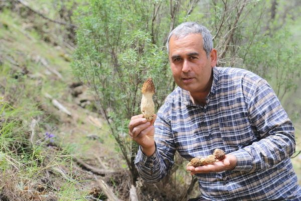 Kilosu 2 bin TL! Antalya'da dağdan toplayıp satıyorlar paraya para demiyorlar