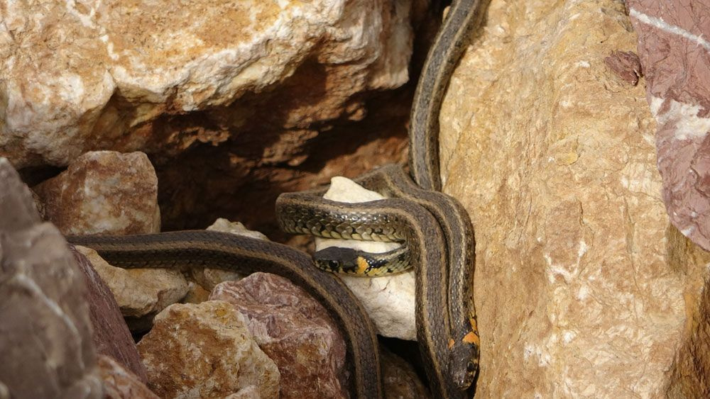 Yüksekova’da sürü halindeki yılanlar ürkütüyor! Sanki Brezilya’nın 'Yılan Adası'